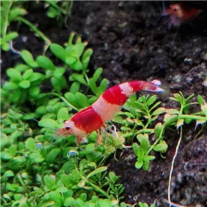 Krevetka Red Spotted head caridina