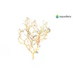Coral Tree S 10-20 cm Coral Tree S 10-20 cm