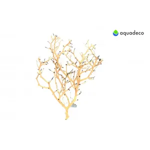 Coral Tree S 10-20 cm Coral Tree S 10-20 cm