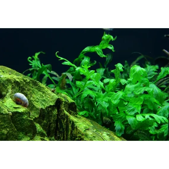 Microsorum pteropus na kořeni