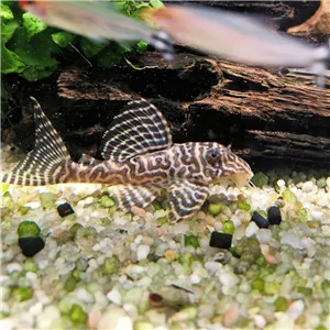 L260  Hypancistrus sp