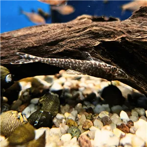 Krunýřovec Oxyropsis 