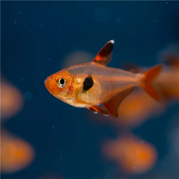 Tetra Red Phantom