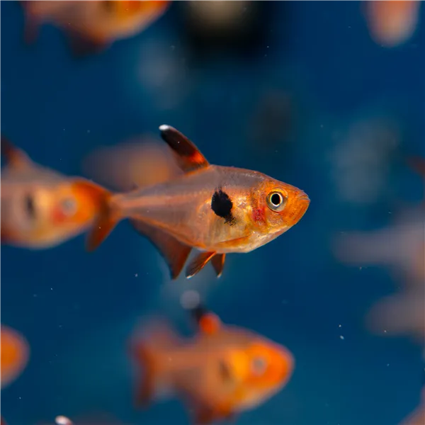 Tetra Red Phantom