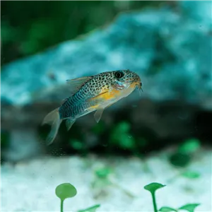 Panceřníček peru Stripe Orange