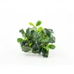 Dennerle Anubias nana ´Mini Kirin´