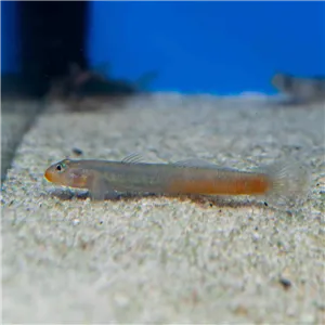 Gavůnek vidloocasý