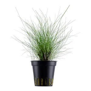 Eleocharis parvula v blistru Eleocharis parvula v blistru