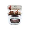 Dennerle Rotala Rotundifolia "Blood Red" In-Vitro