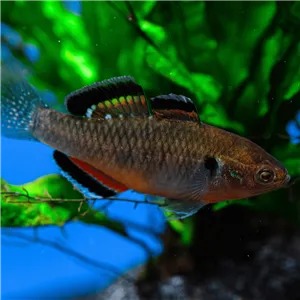 Hlavačka císařská 6 cm