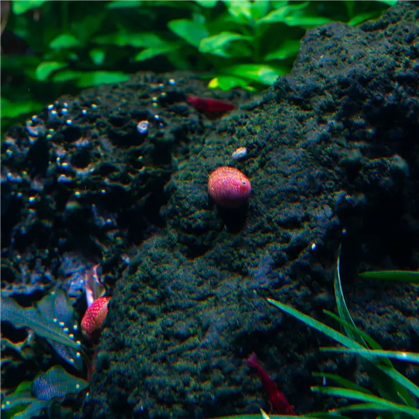 Šnek Clithon Sp. Pink and Yellow