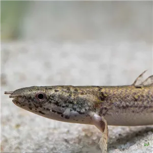 Bichir Delhezův 7 cm