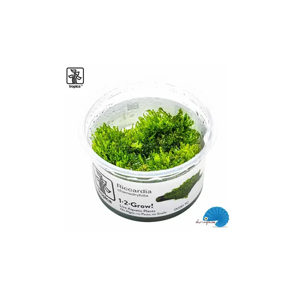 Tropica Riccardia chamedryfolia 1-2 Grow!
