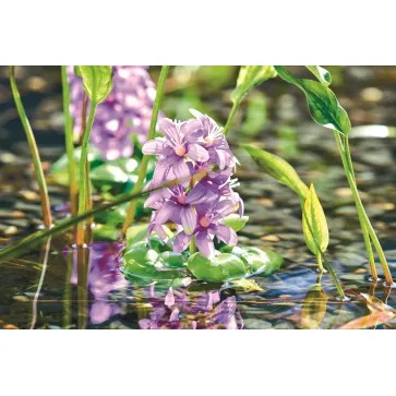 Pontec PondoHyacinth Blooming