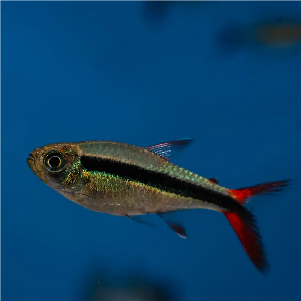 Tetra křivopruhá "Red Fin"
