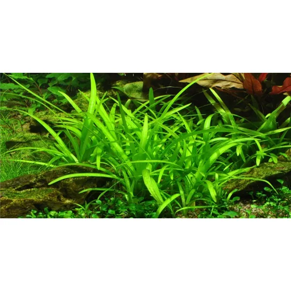 Tropica Sagittaria subulata 