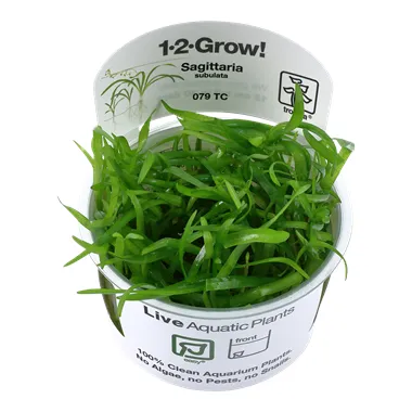 Tropica Sagittaria subulata 