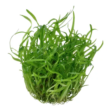 Tropica Sagittaria subulata 