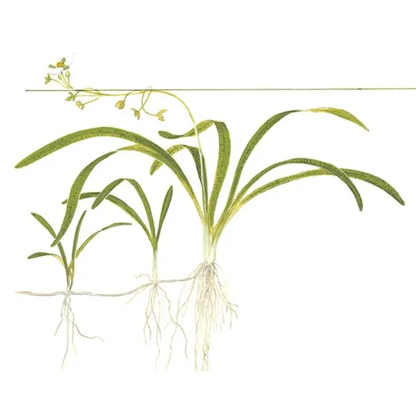 Tropica Sagittaria subulata 