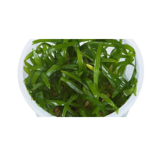 Tropica Sagittaria subulata 