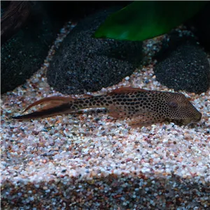 Squaliforma emarginata L011