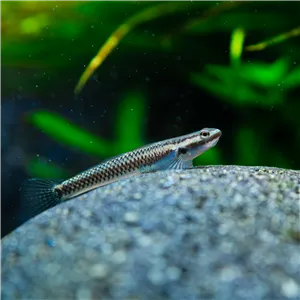 Homeloptera sp. Red Marble