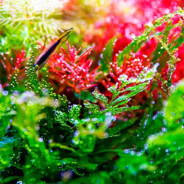 Twinstar V 1200S 125 W – LED osvětlení pro akvária do 130 cm (s ovladačem)