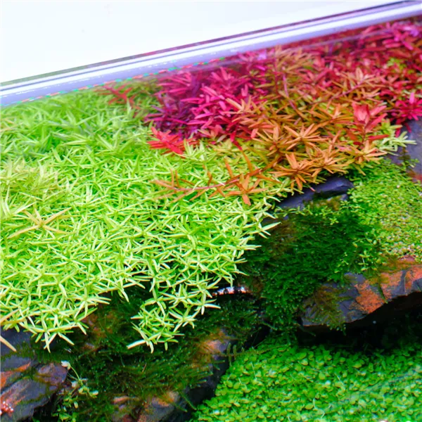 Twinstar V 1200S 125 W – LED osvětlení pro akvária do 130 cm (s ovladačem)