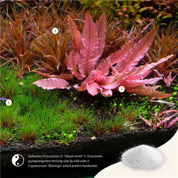 2Hr APT Sky Plus 150 g