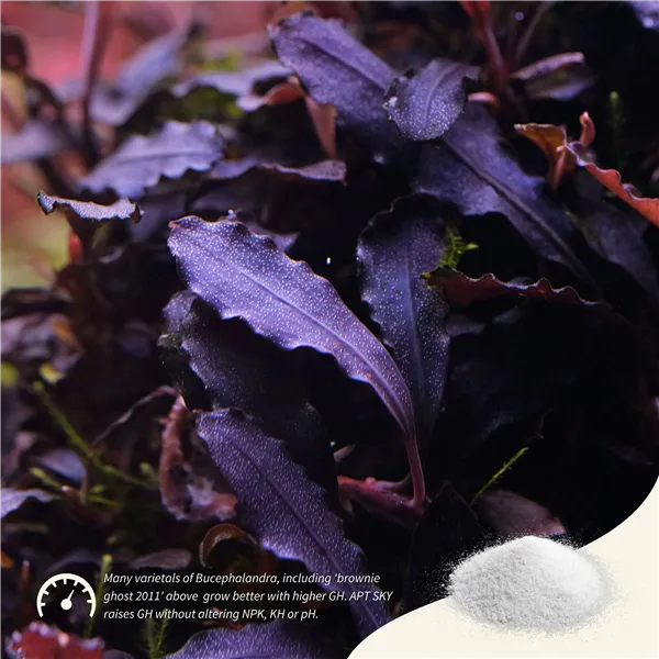 2Hr APT Sky Plus 800 g