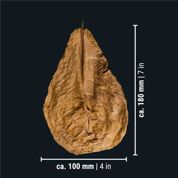 DENNERLE CATAPPA LEAVES 12lístků