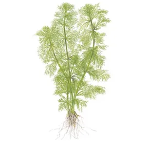 Tropica Limnophila aquatica 1-2 Grow! Tropica Limnophila aquatica 1-2 Grow!