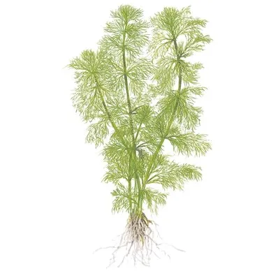 Tropica Limnophila aquatica 1-2 Grow!