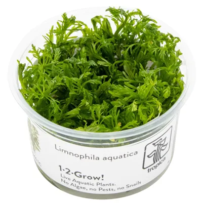 Tropica Limnophila aquatica 1-2 Grow!