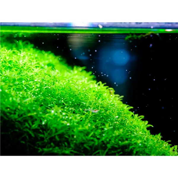 Twinstar V 200EA s ovladačem na akvária do 25 cm