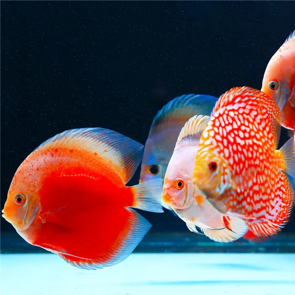 Twinstar 90G se stmívačem pro akvária do 90 cm