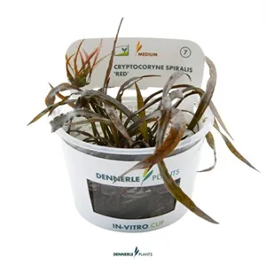 Dennerle Cryptocoryne spiralis Red In-Vitro