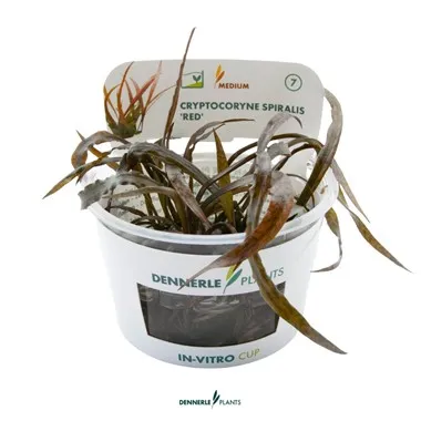 Dennerle Cryptocoryne spiralis Red In-Vitro