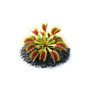Aqua Art Dionaea muscipula 'Red Green' Aqua Art Dionaea muscipula 'Red Green'