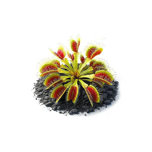 Aqua Art Dionaea muscipula  