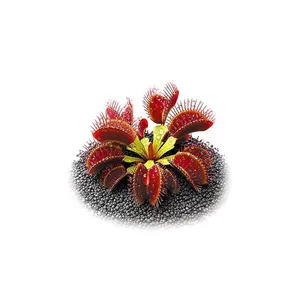 Aqua Art Dionaea muscipula Ring Aqua Art Dionaea muscipula Ring