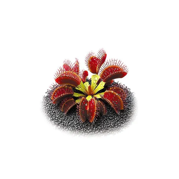 Aqua Art Dionaea muscipula Ring