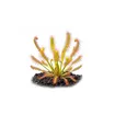 Aqua Art Drosera capensis