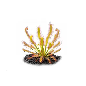 Aqua Art Drosera capensis Aqua Art Drosera capensis
