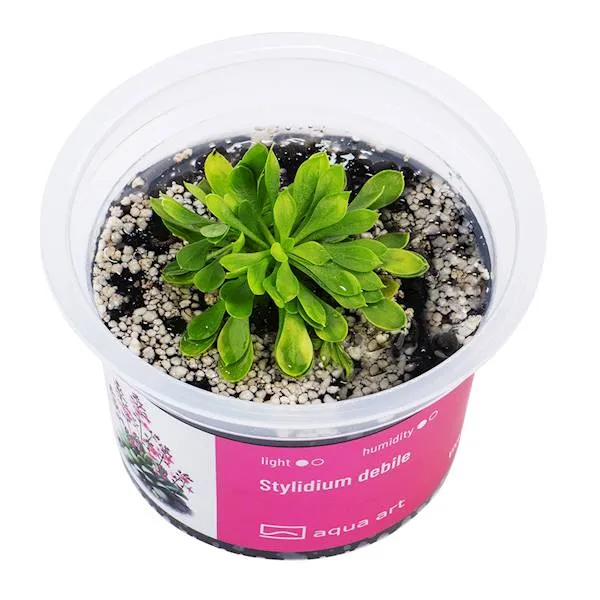 Aqua Art Stylidium debile