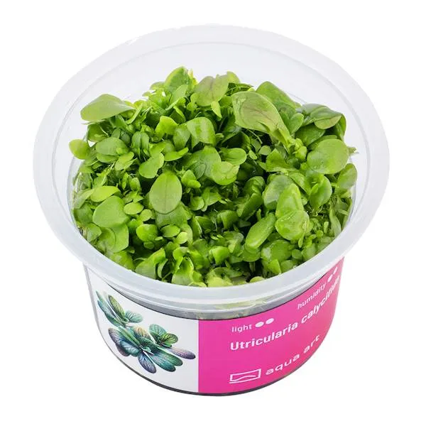 Aqua Art Utricularia calycifida