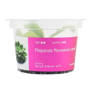Aqua Art Pinguicula 'Moranensis carow' Aqua Art Pinguicula 'Moranensis carow'