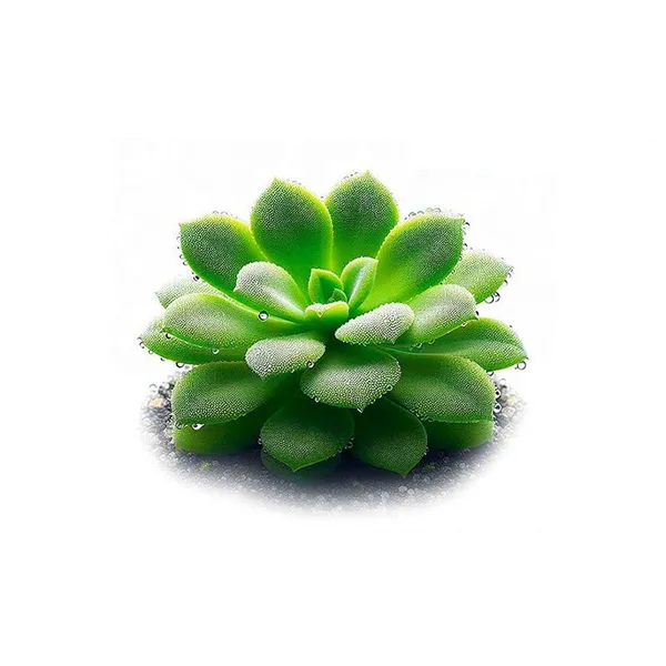 Aqua Art Pinguicula 