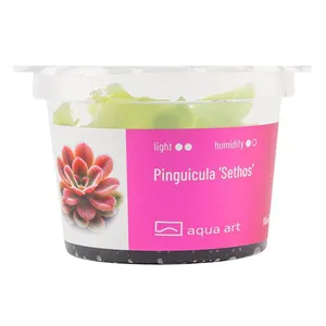 Aqua Art Pinguicula 'Sethos' Aqua Art Pinguicula 'Sethos'