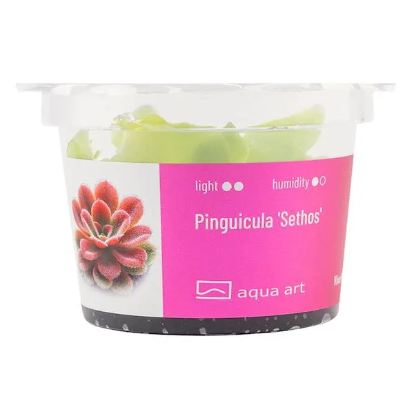 Aqua Art Pinguicula 
